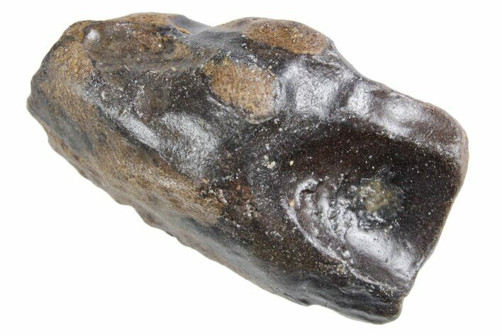 Fossil Triceratops Shed Tooth - Wyoming #358282